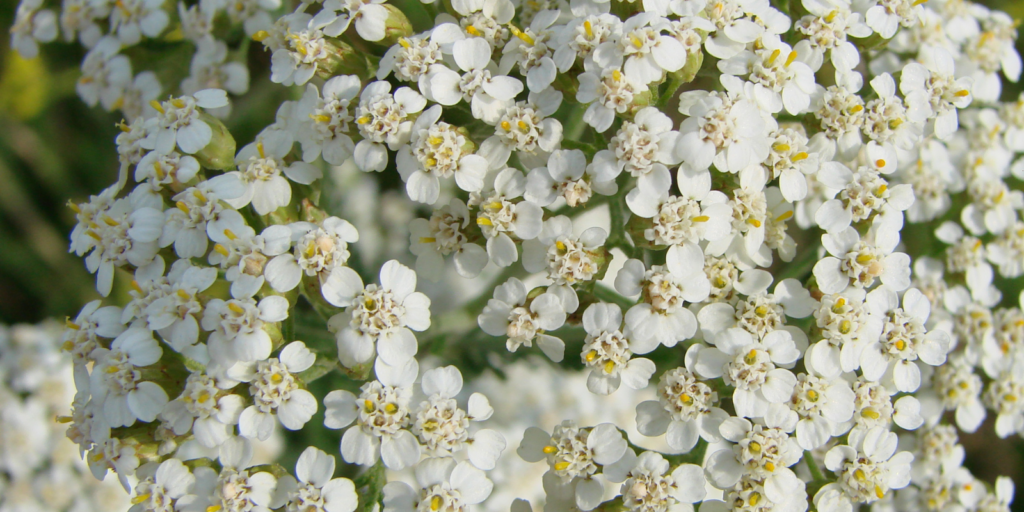 Yarrow (Achillea millefolium) - The Versatile Garden Companion