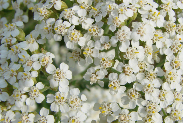 Yarrow (Achillea millefolium) - The Versatile Garden Companion