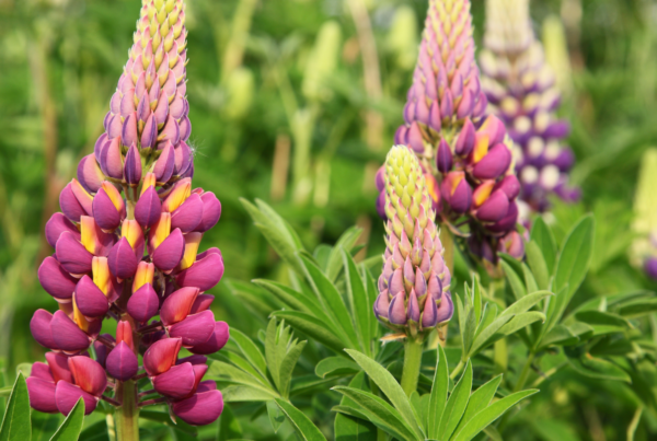 Lupine (Lupinus spp) - A Burst of Color and Biodiversity