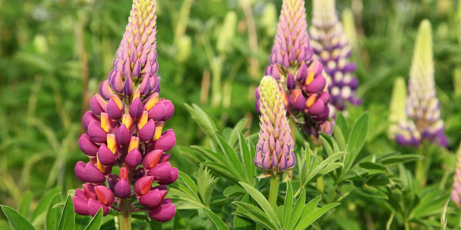 Lupine (Lupinus spp) - A Burst of Color and Biodiversity