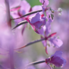 Fireweed (Chamerion angustifolium) - Beauty and Resilience in Your Garden