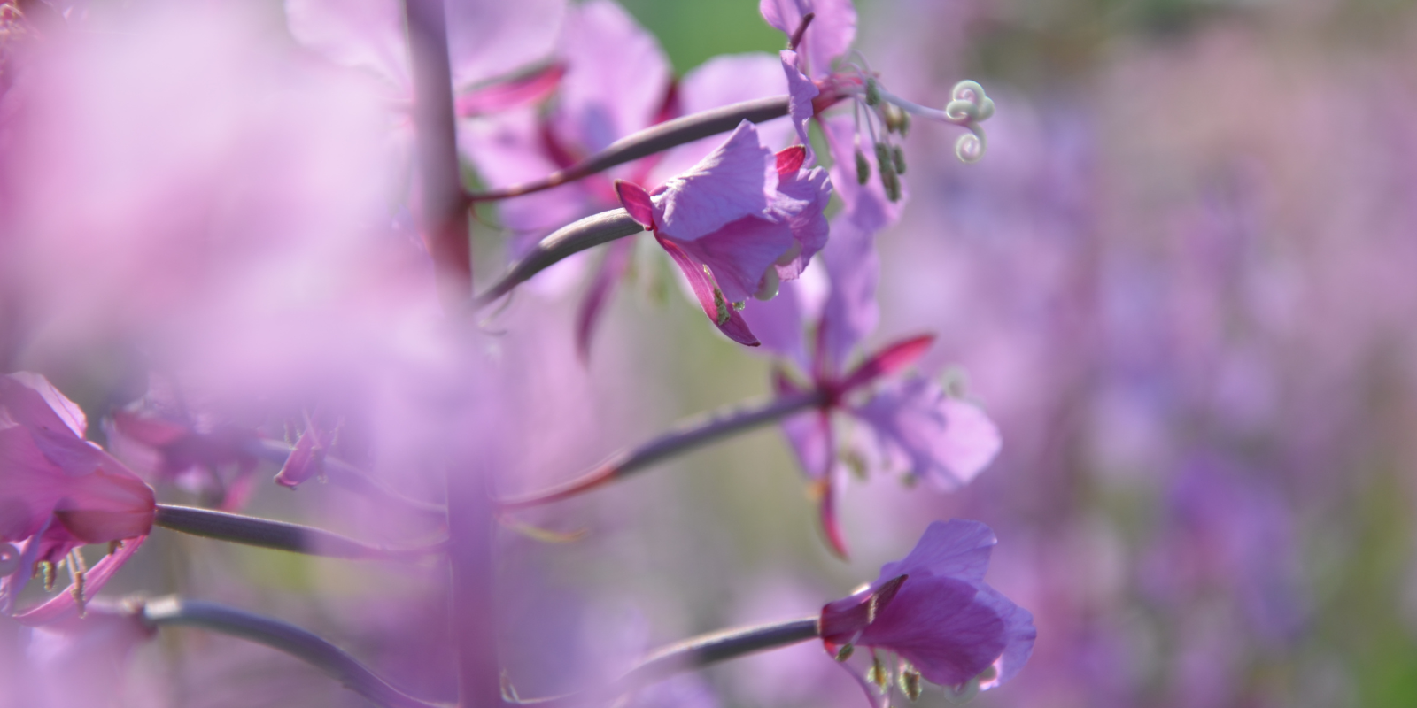 Fireweed (Chamerion angustifolium) - Beauty and Resilience in Your Garden