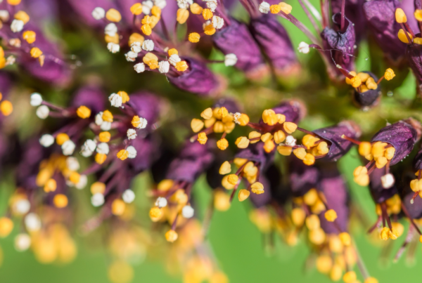 Indigo Bush (Amorpha fruticosa) - Adding Structure and Elegance to Your Garden