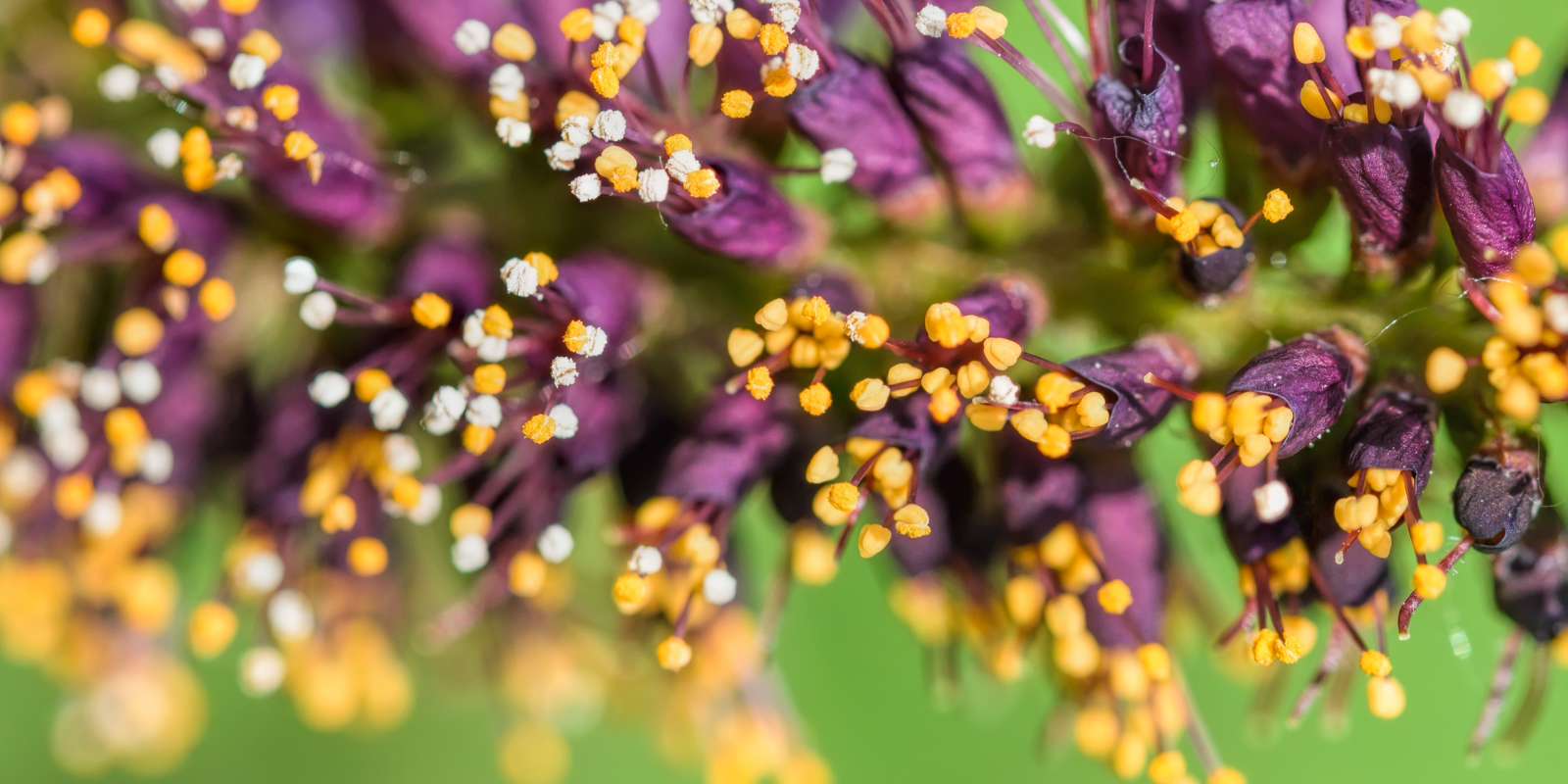 Indigo Bush (Amorpha fruticosa) - Adding Structure and Elegance to Your Garden