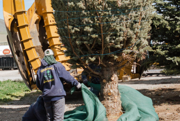 tree planting services, benefits of trees, choosing trees, professional planting, tree care, Whitehead Landscaping