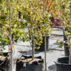 Fall tree planting Autumn tree planting services Best trees to plant in fall Fall landscaping tips Professional tree planting Tree planting services Tree care in fall