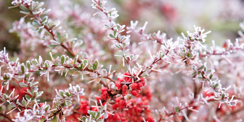 Winter plant protection Protect plants during winter landscape care Cold weather plant Landscaping winter plant Insulate Whitehead Landscaping Snow protection for plants Mulching for winter