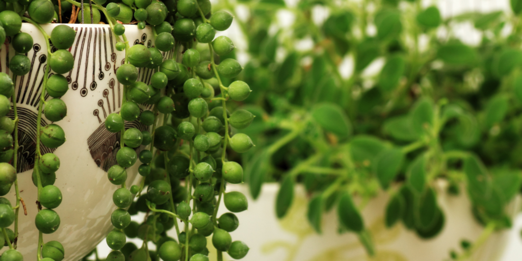 Benefits of indoor plants Indoor plants for health Indoor air purification plants Boost mood with indoor plants Increase humidity with plants Whitehead Landscaping indoor plant tips
