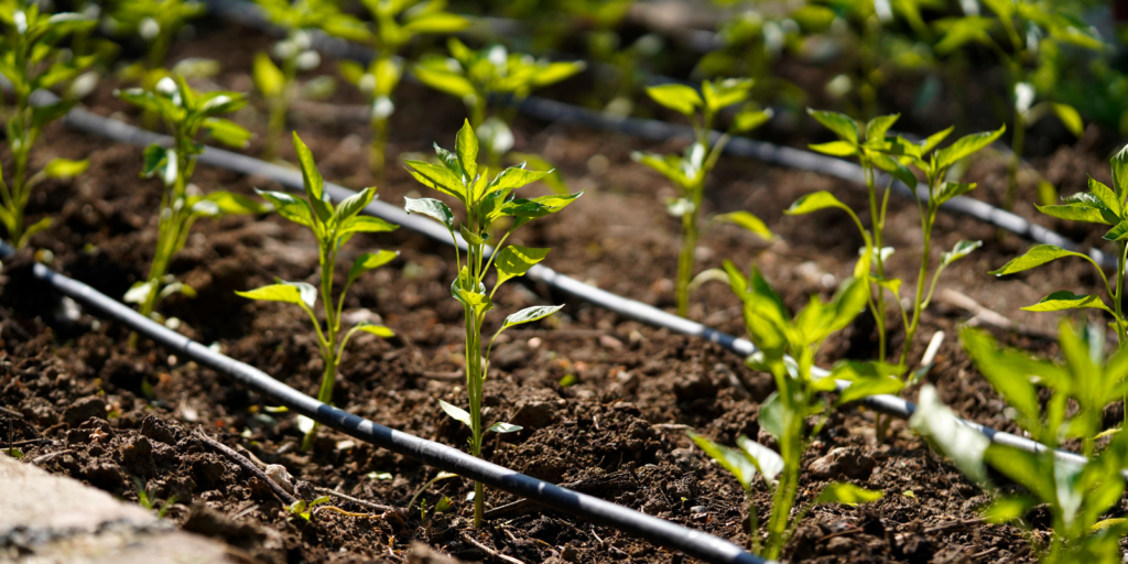 Compost and organic fertilizer expert Sustainable soil care Eco-friendly landscaping solutions Soil health improvement Composting for healthy gardens Organic fertilizers for landscaping