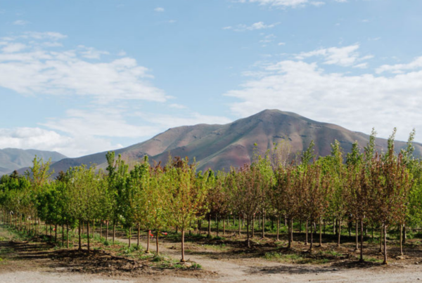 Spring landscape cleanup Spring lawn care services Pruning and trimming Debris removal service Fresh mulch application Lawn aeration and dethatching Spring garden preparation