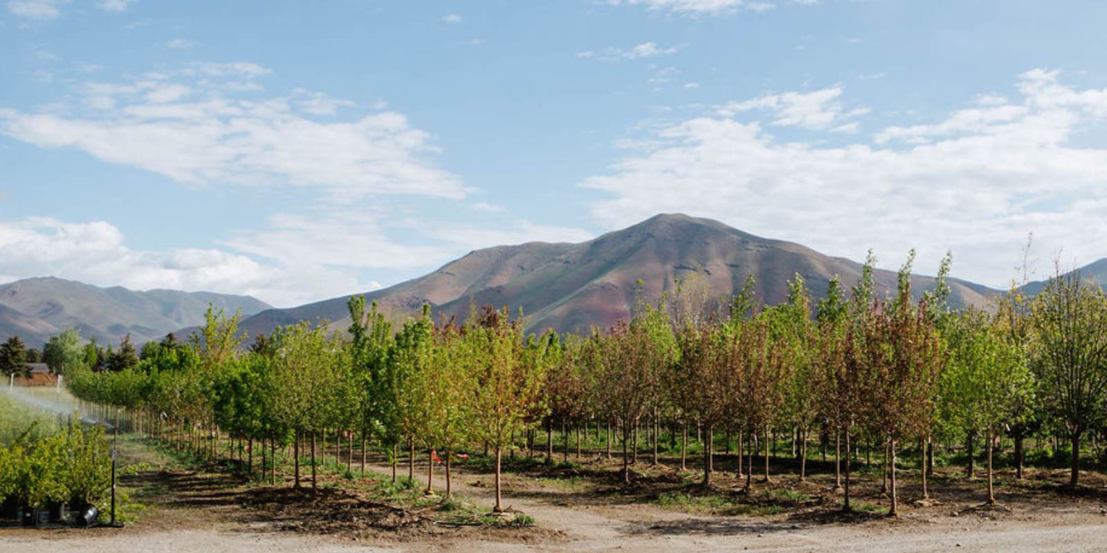 Spring landscape cleanup Spring lawn care services Pruning and trimming Debris removal service Fresh mulch application Lawn aeration and dethatching Spring garden preparation