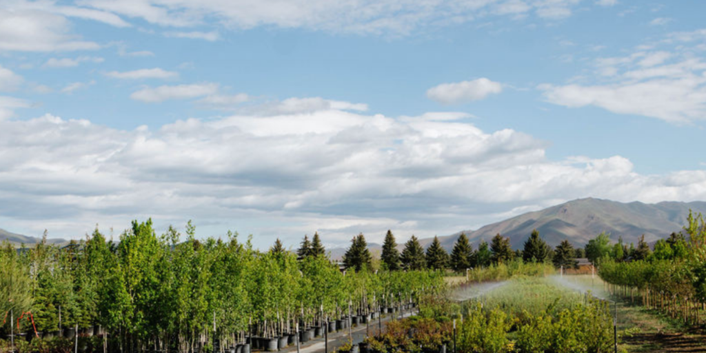 wholesale tree farm | Idaho trees for sale | landscaping trees | high-quality trees | evergreen trees | flowering trees | tree farm near me | curb appeal trees | shade trees