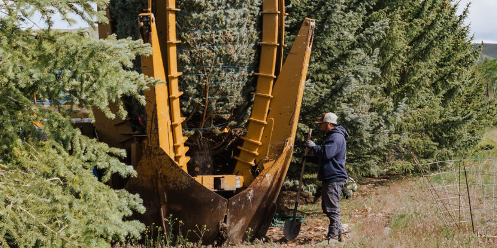 wholesale tree farm | premium landscaping trees | Idaho tree farm | high-quality trees | evergreen trees | flowering trees | privacy trees | shade trees | curb appeal landscaping