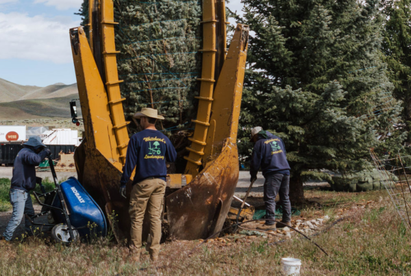 large tree planting | landscape transformation | majestic trees | outdoor space | shade | privacy | lush environment | tree care | sustainable landscaping