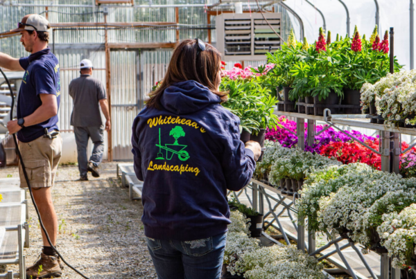 custom landscaping | eco-friendly irrigation | outdoor spaces | Lily plants | Fern plants | stunning yards | personalized designs | water conservation