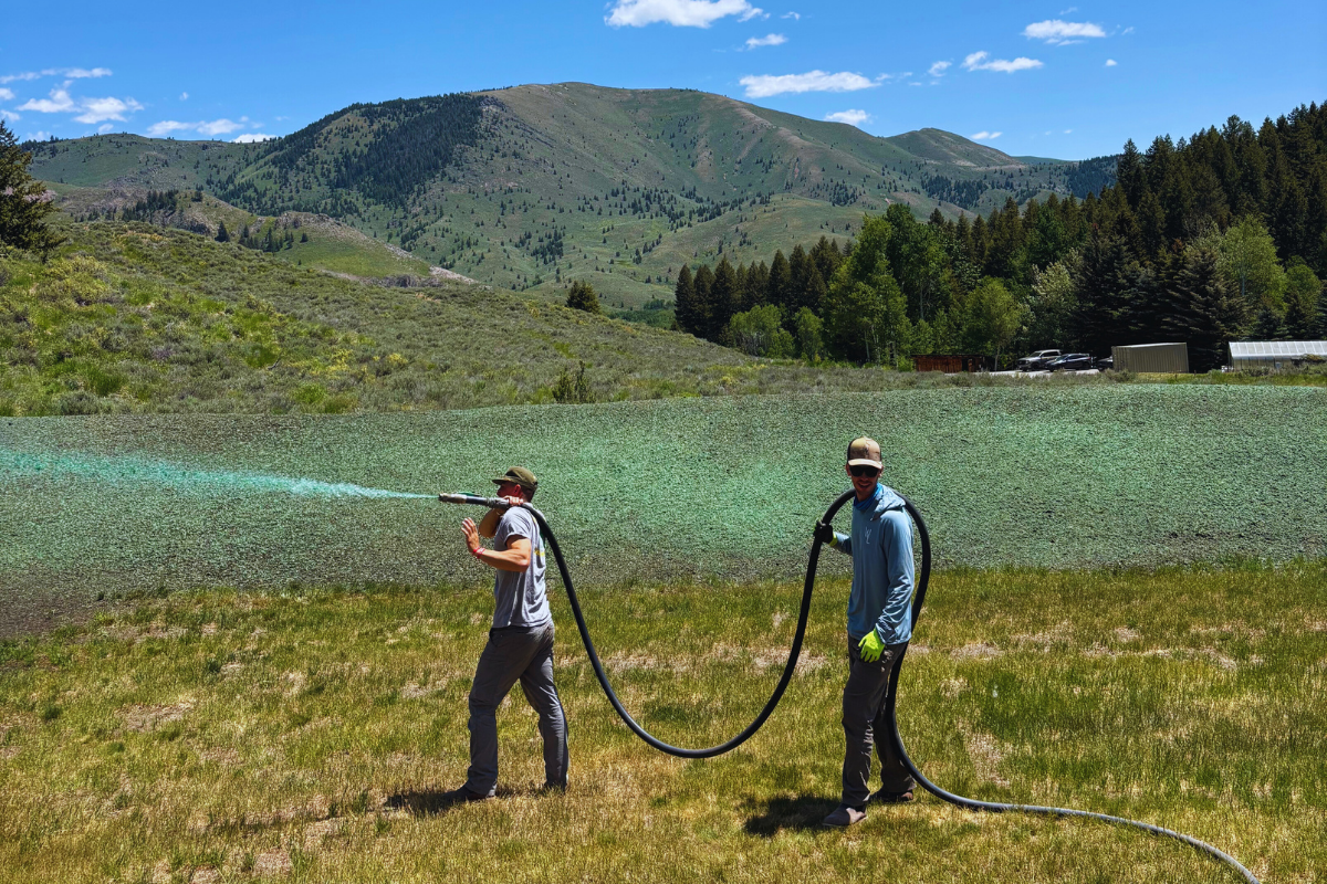 hydroseeding Idaho | wildflower seeding | native grass planting | erosion control | hydroseed lawn | open space landscaping | Whitehead Landscaping | eco-friendly seeding