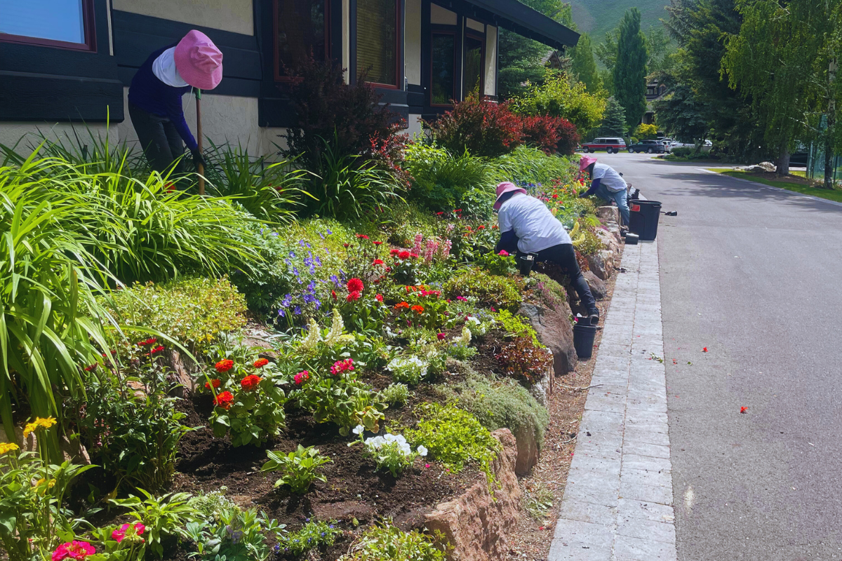 wildflower landscaping | Sun Valley landscaping | Whitehead Landscaping | neighborhood beautification | local landscapers Sun Valley