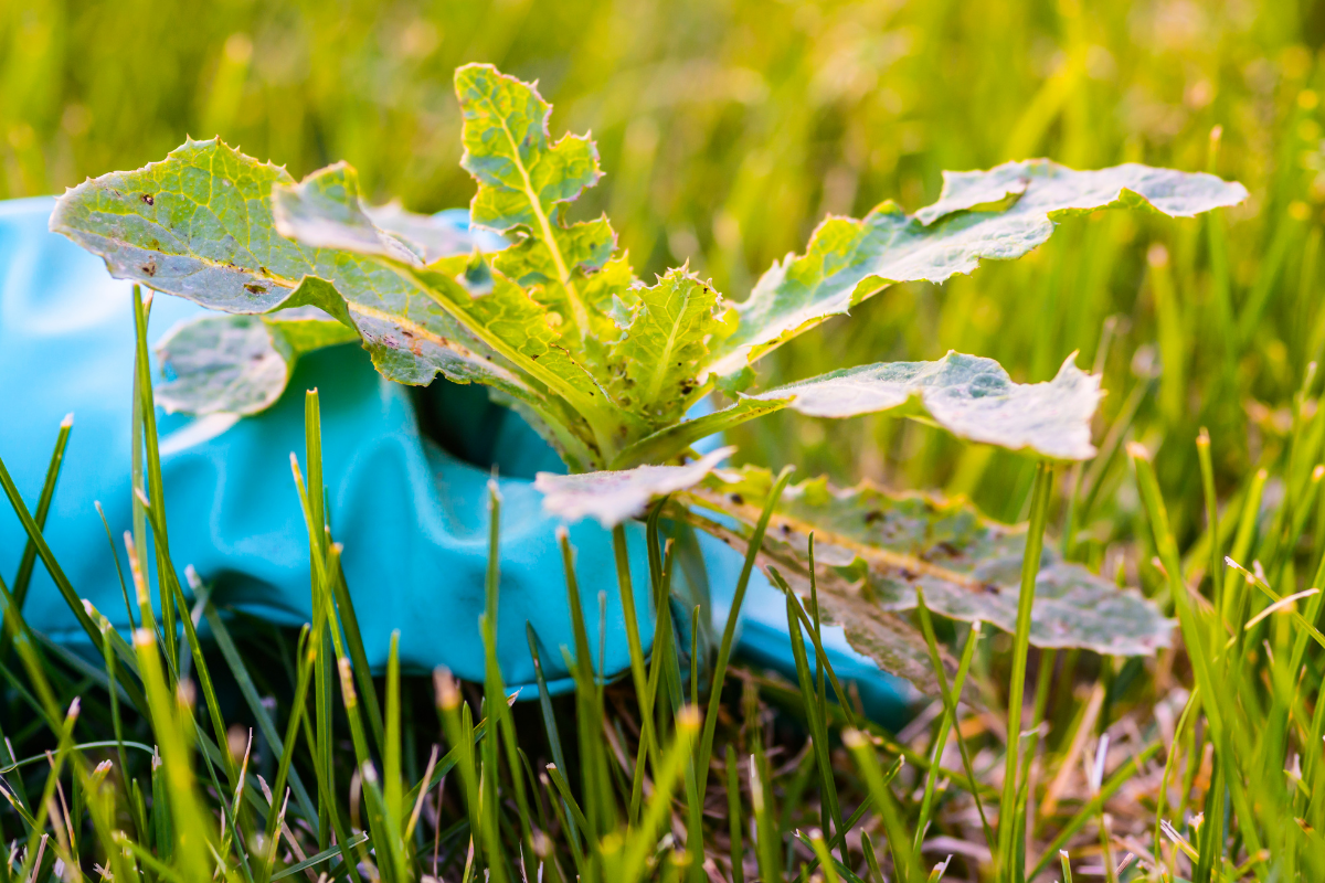 fall landscaping Sun Valley|Hailey ID fall cleanup|Ketchum leaf removal|lawn aeration Idaho|fall fertilization|irrigation winterization|mulch & compost|tree and shrub care|snow removal|Idaho