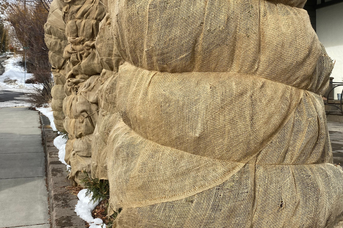 winter plant protection Idaho | frost cover | burlap wrap | mulch insulation | tree shrub winter care | Whitehead Landscaping | garden winter prep | snow damage prevention | 208-578-2246