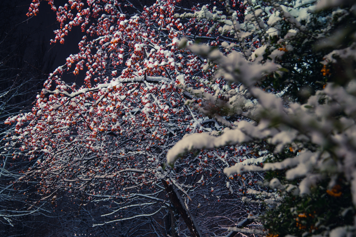 evergreen winter color Sun Valley | winter interest plants Idaho | Whitehead Landscaping tree farm | holiday planters and pots | mountain landscape design | Wood River Valley gardens