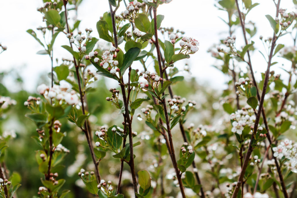 january landscape planning | spring cleanup schedule | sun valley landscaping | soil health | organic compost | irrigation start up | book maintenance early | hailey id
