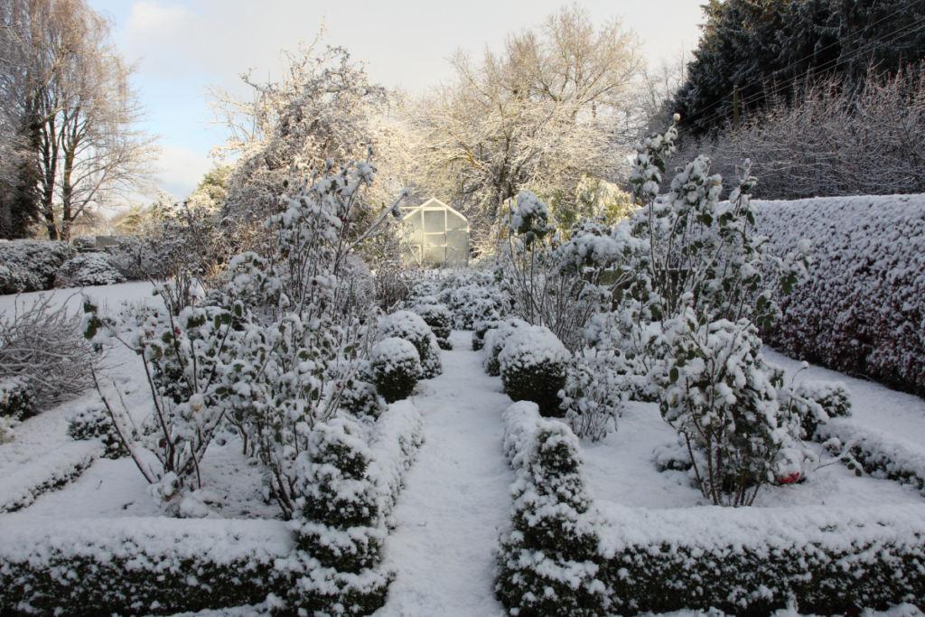 sun valley tree inspection | ice storm damage | bent branches | frost cracks | trunk guards | vole damage | no salt runoff | winter landscape review