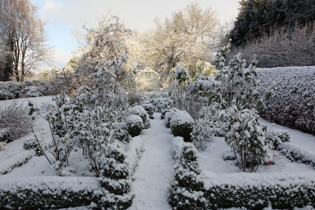 sun valley tree inspection | ice storm damage | bent branches | frost cracks | trunk guards | vole damage | no salt runoff | winter landscape review