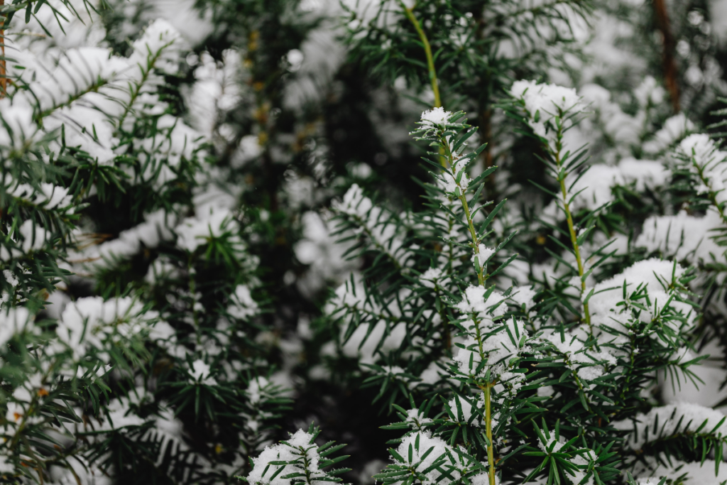 sun valley winter tree care | heavy snow load | tree staking | brush snow upward | protect branches | avoid deicing salt | whitehead landscaping | hailey idaho