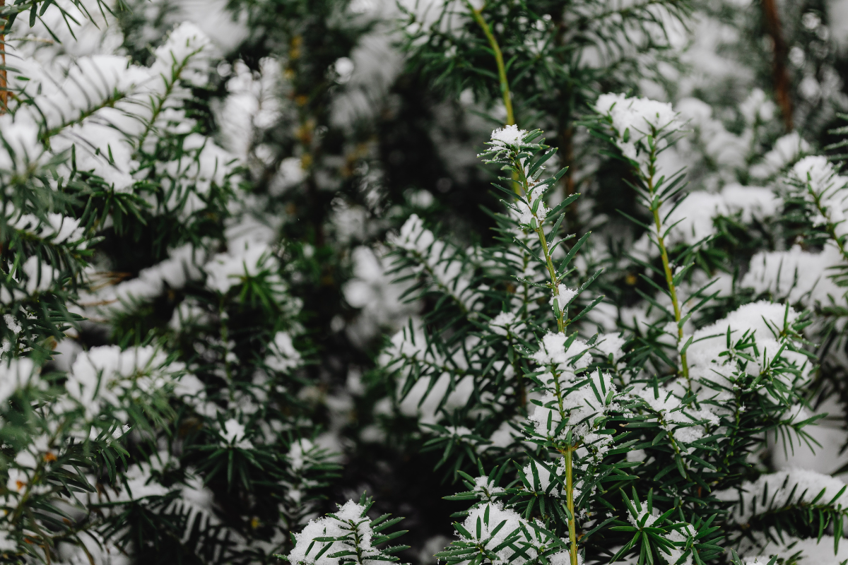 sun valley winter tree care | heavy snow load | tree staking | brush snow upward | protect branches | avoid deicing salt | whitehead landscaping | hailey idaho