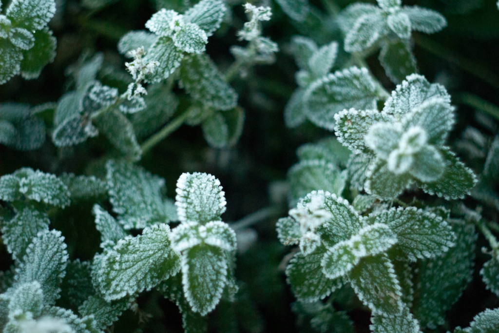 winter landscaping myths | winter pruning safe | snow protection myth | sun valley garden care | dormant season pruning | plant health | whitehead landscaping tips