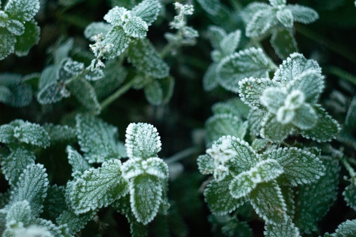 winter landscaping myths | winter pruning safe | snow protection myth | sun valley garden care | dormant season pruning | plant health | whitehead landscaping tips