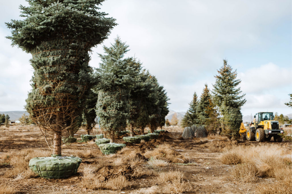 garden design sun valley | landscaping ideas idaho | textured garden plants | flower bed design | layered landscaping | lily and fern planting | outdoor design inspiration
