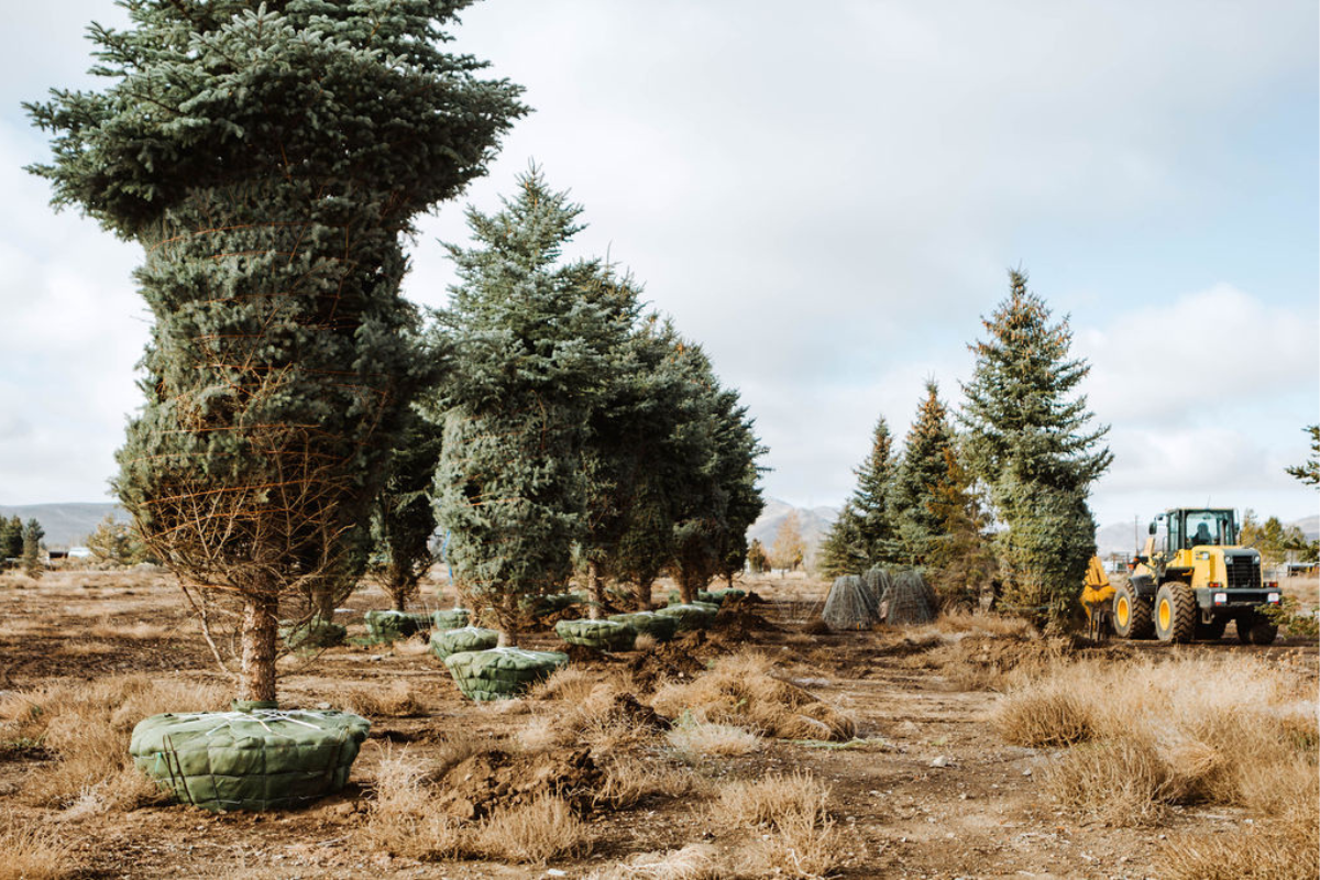 large tree planting Idaho | landscape tree placement | tree spacing guide | shade trees landscaping | long term landscape design | Sun Valley landscaping | Whitehead Landscaping