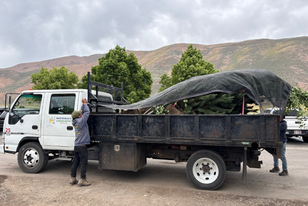 Whitehead Landscaping | Sun Valley landscaping | Hailey landscaping | Ketchum landscaping | landscape construction | tree planting | vermicast | Wood River Valley landscaping