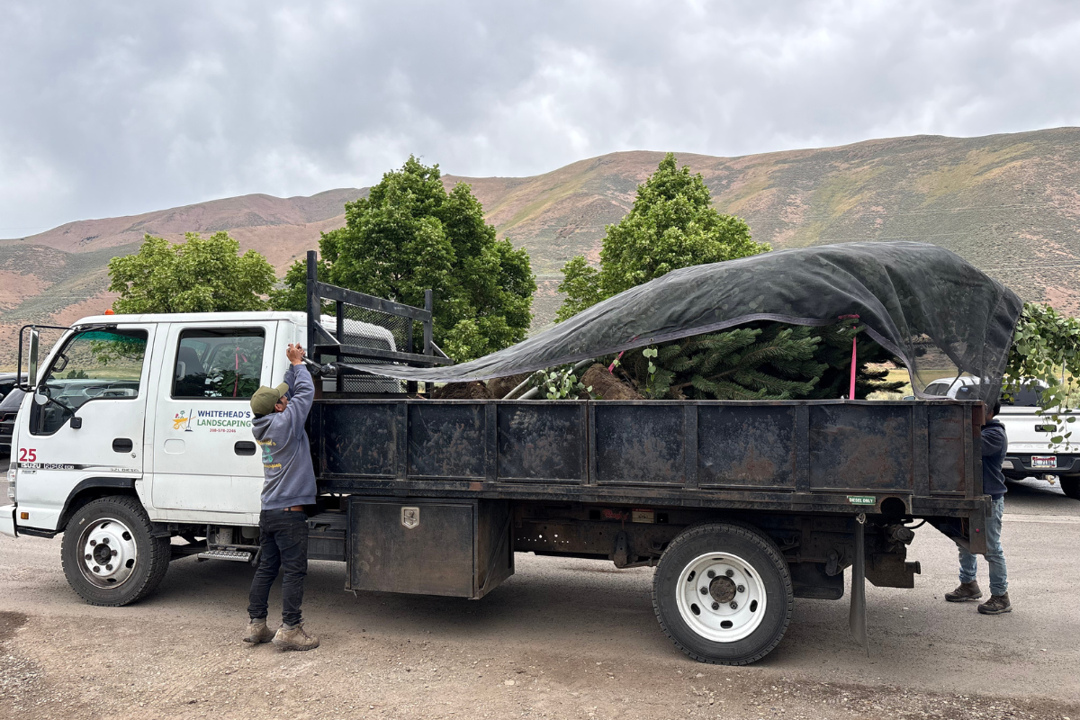 Whitehead Landscaping | Sun Valley landscaping | Hailey landscaping | Ketchum landscaping | landscape construction | tree planting | vermicast | Wood River Valley landscaping