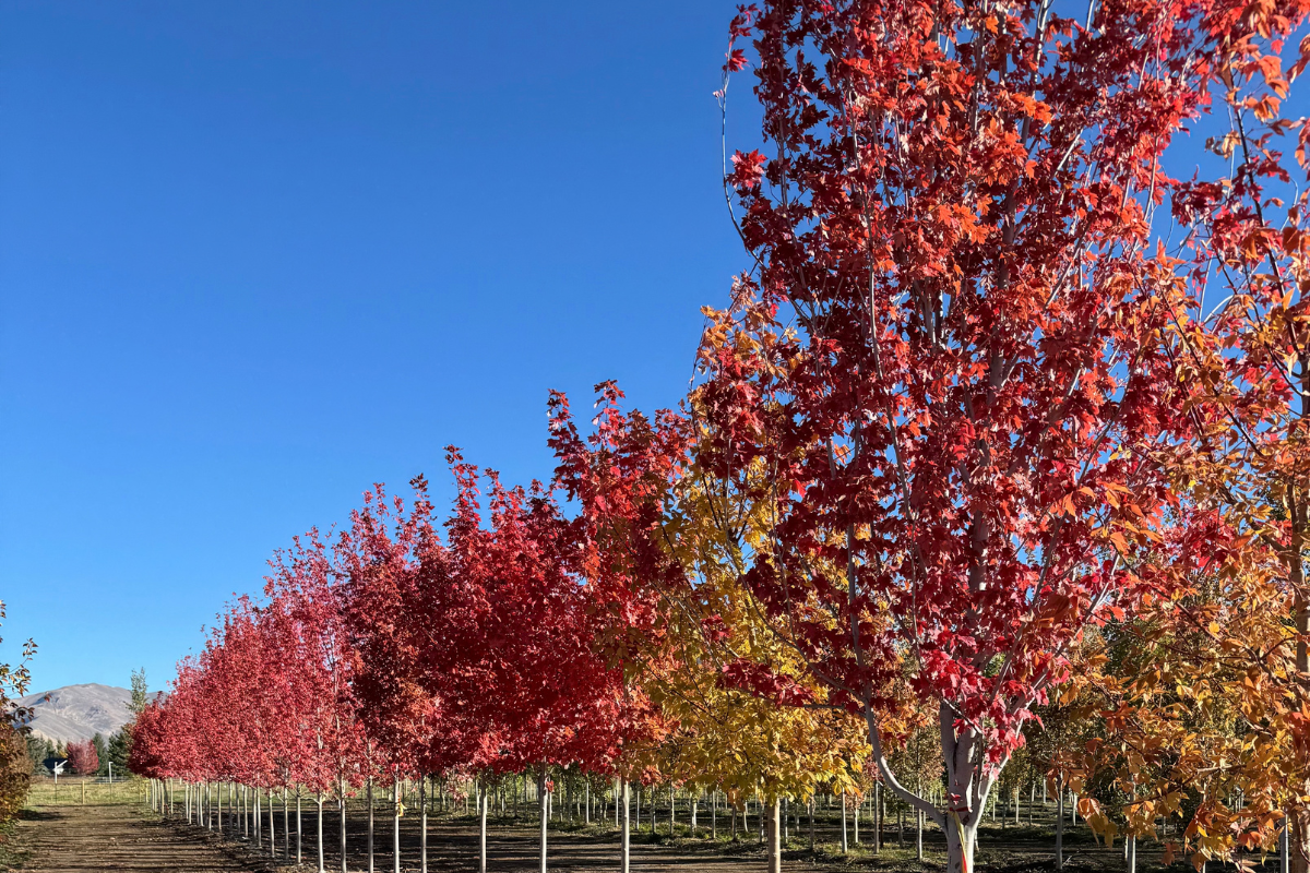 fall cleanup Sun Valley | sprinkler blowout Hailey | irrigation winterization | fall landscaping Idaho | yard cleanup Ketchum | Whitehead Landscaping
